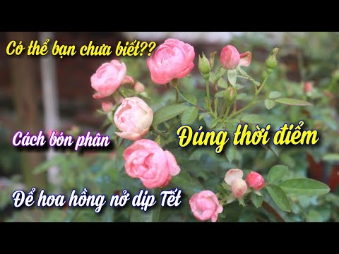 Những Loại Phân Thần Thánh Cực Tốt Cho Hoa Hồng Nở Đẹp Đúng Tết. Bạn Chưa Biết.? NGƯỜI ƯƠM MẦM