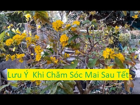 Những Lưu Ý Khi Chăm Sóc Mai Vàng Sau Tết | Tính Bonsai