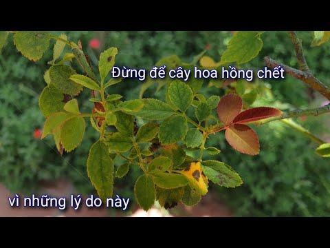 Những Lý Do Cây Hoa Hồng Chết Và Chậm Phát Triển Bạn Không Biết!! NGƯỜI ƯƠM MẦM