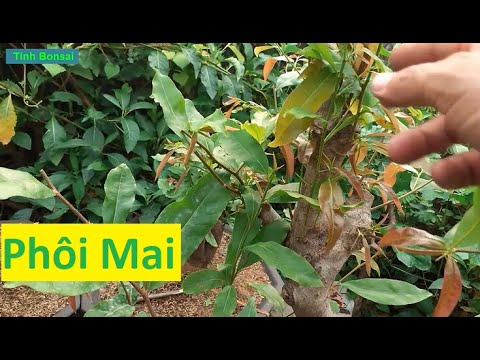 Những Phôi Mai Cắt Tỉa Cận Để Tạo Nhánh | Tính Bonsai