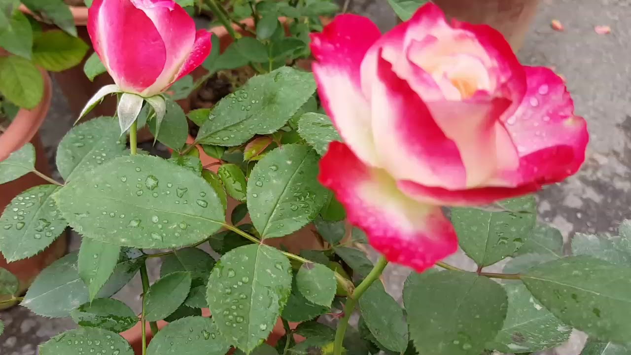 Những bông hồng ngoại đẹp không thể bỏ qua👌