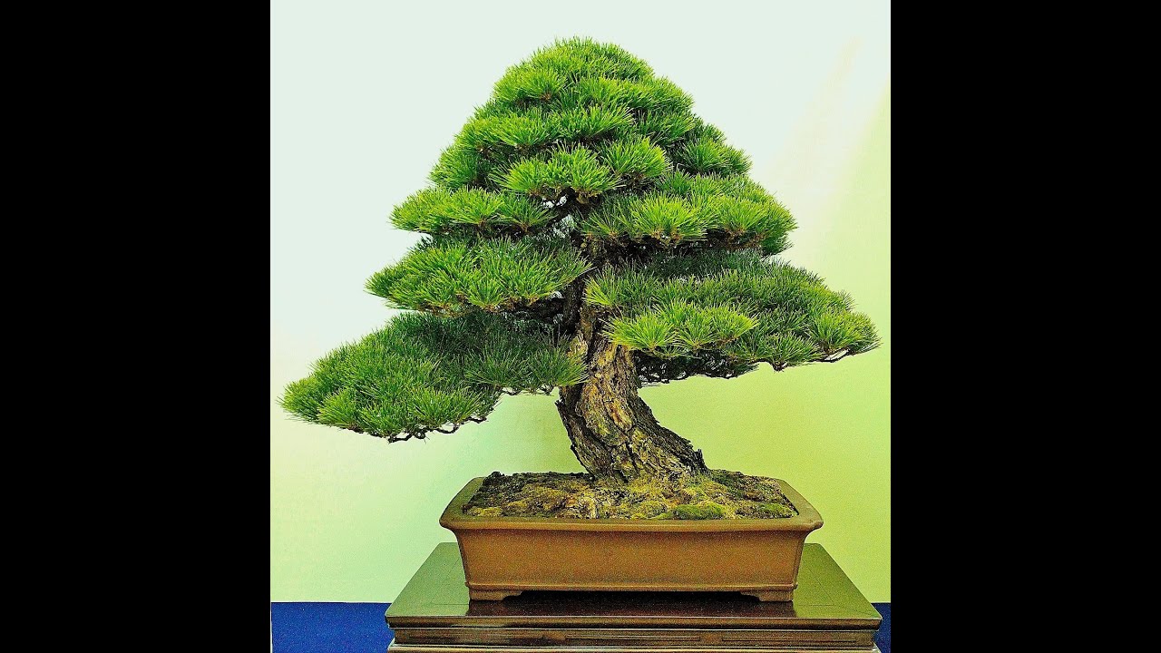 Những cây Bonsai đẹp nhất thế giới 13 (The best of Bonsai trees in the world 13)