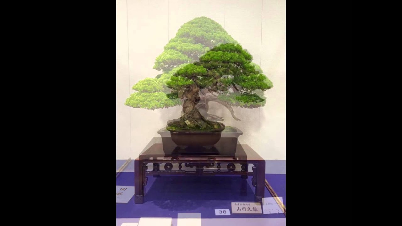 Những cây Bonsai đẹp nhất thế giới 2 (The best of Bonsai Kokufu-ten exhibition(2016))