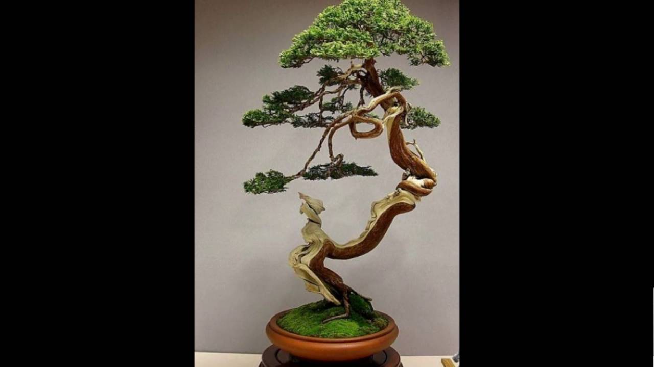 Những cây Bonsai đẹp nhất thế giới 21 (The best of Bonsai trees in the world 21,Bonsai Art of Japan)