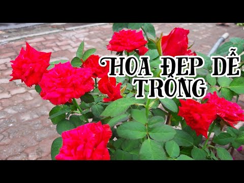 Những cây hoa hồng đẹp, hoa nở quanh năm