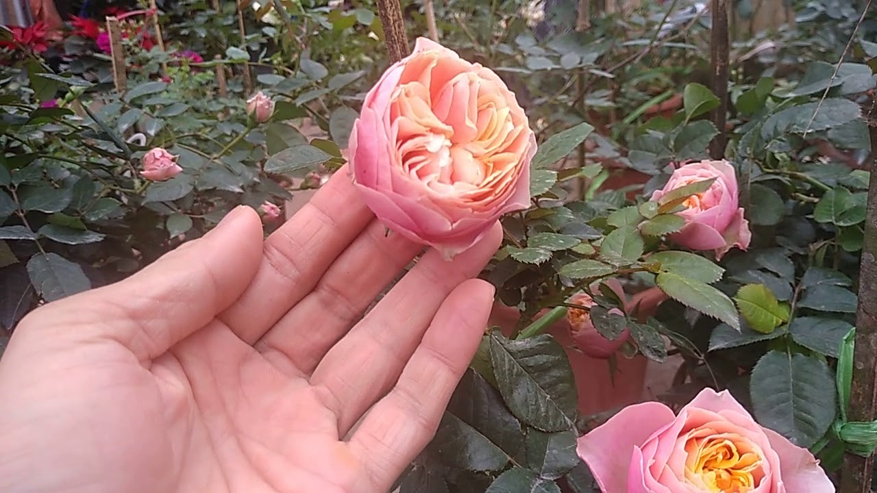 Những chậu hoa hồng ngoại tuyệt đẹp