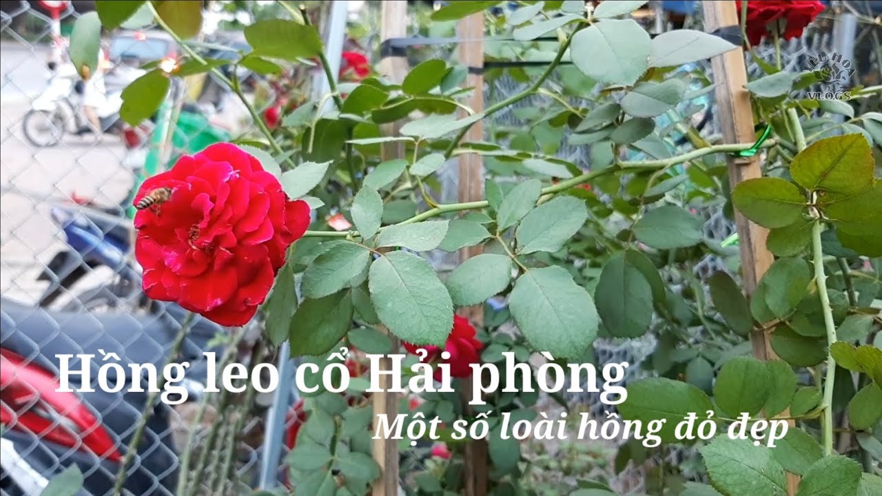 Những loài Hoa hồng leo dễ trồng mà hoa đẹp bạn phải biết