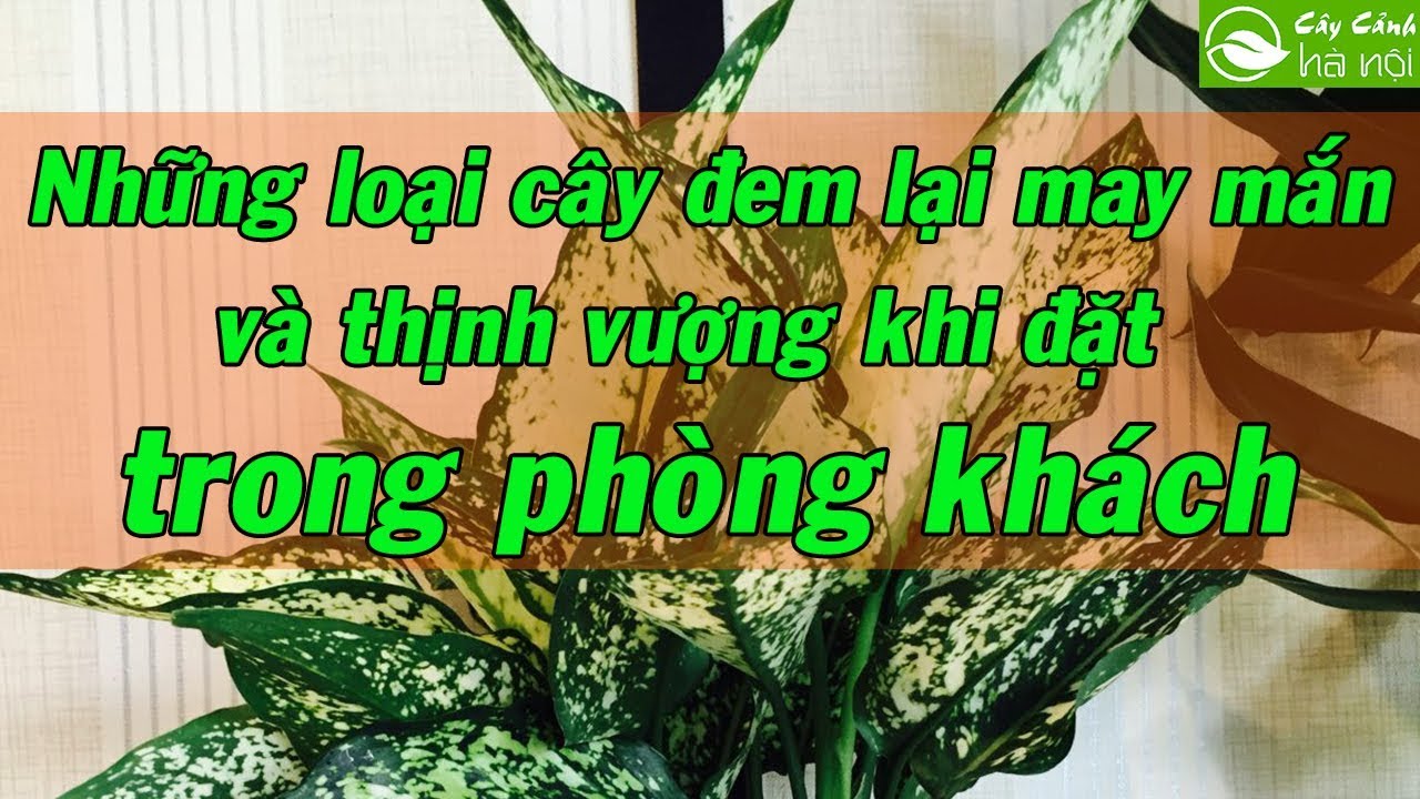 Những loại cây đem lại may mắn và thịnh vượng khi đặt trong phòng khách