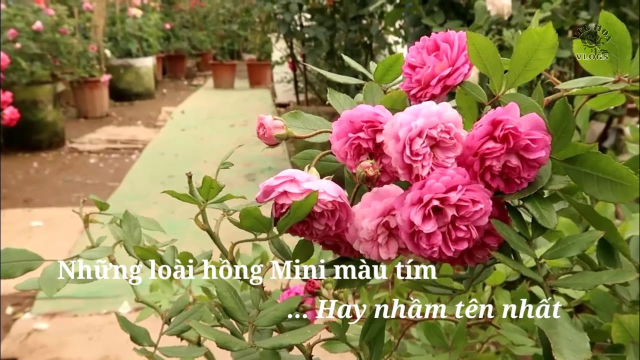 Những loài hoa hồng Mini màu tím sai hoa, thơm nhưng hay nhầm tên nhất