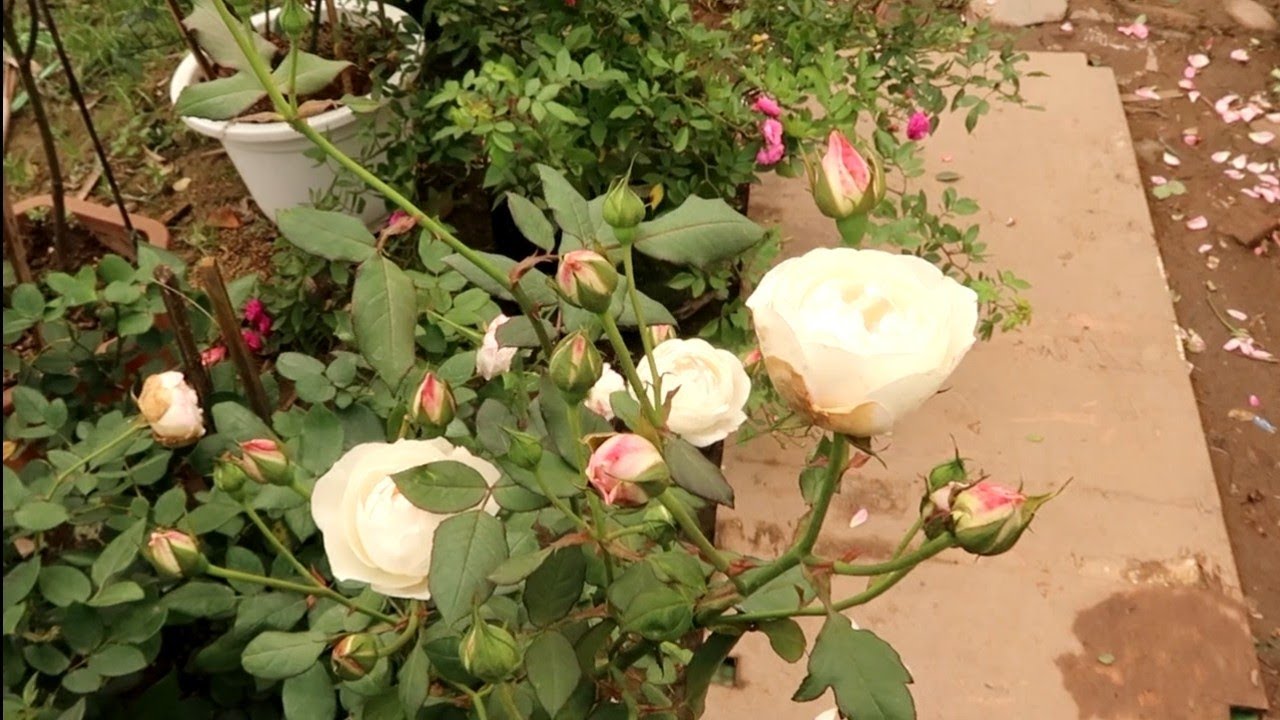 Những loài hoa hồng đẹp, sai bông lại dễ trồng nổi tiếng