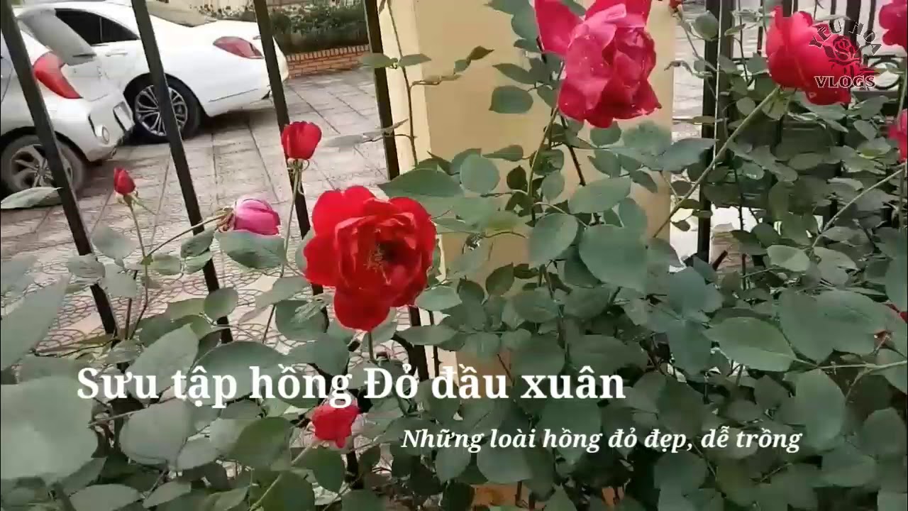 Những loại hoa hồng màu đỏ cực dễ trồng ngày đầu năm