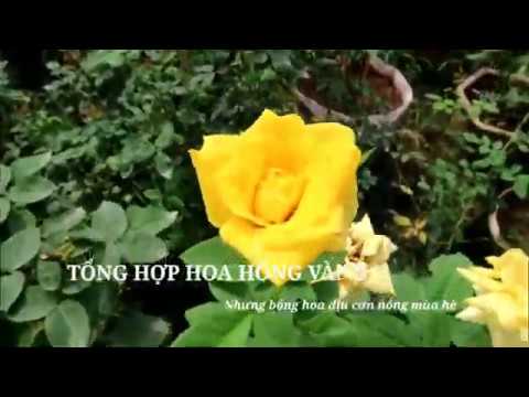 Những loài hoa hồng màu vàng làm dịu cái nóng mùa hè - Hoa hồng vàng đặc sắc