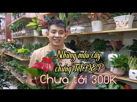 Những mẫu cây chưng Tết rực rỡ có giá chưa tới 300 ngàn