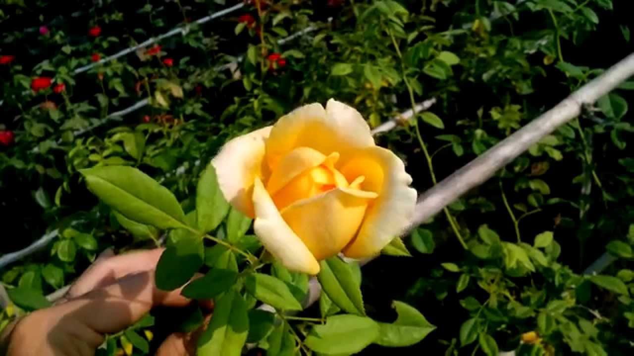 Nơi trồng hoa Hồng Leo đầu tiên ở Làng hoa Sa Đéc