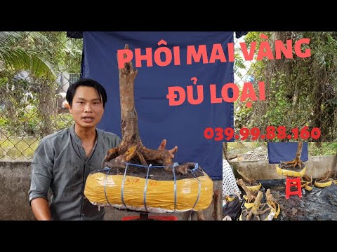 PHÔI MAI VÀNG GIÁ RẺ DỄ CHƠI CHỈ TỪ VÀI TRĂM K - 04/07/2020 - TRUNG 039.99.88.160