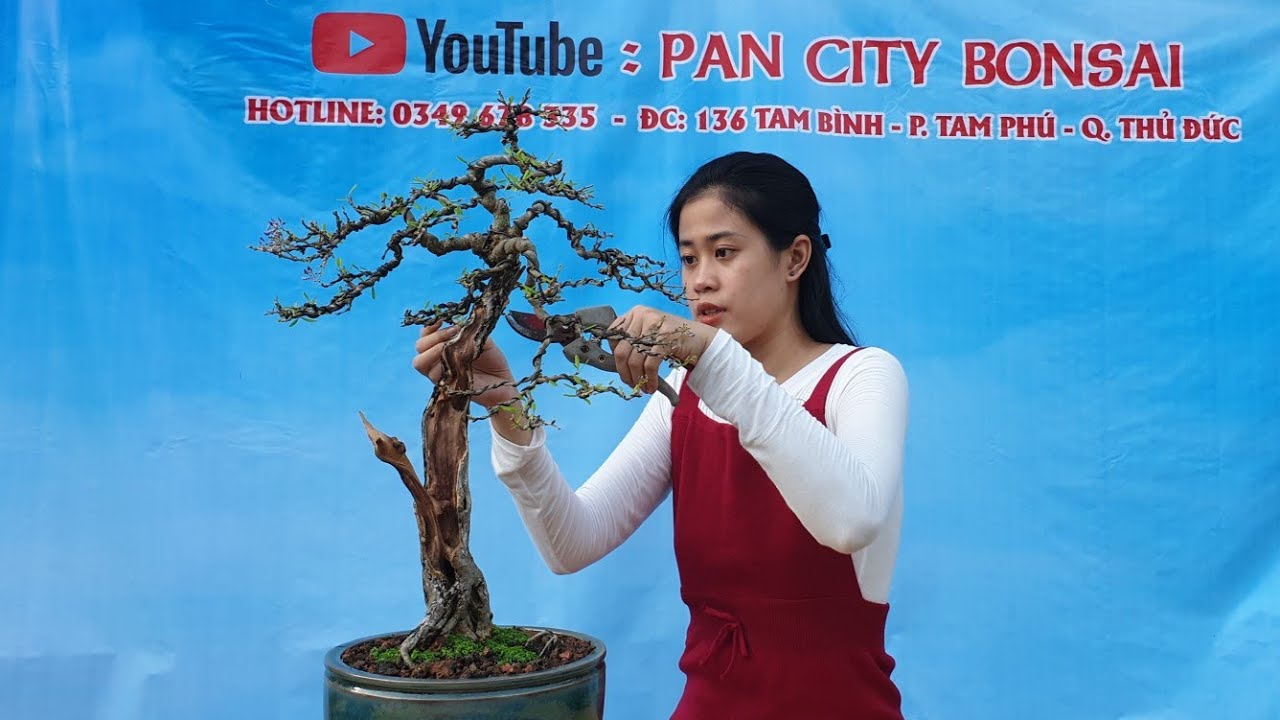 Pan City 101 | Kết nhất cây Nguyệt quế bông chùm, combo mini trang đỏ, kim quýt, kim tiền...