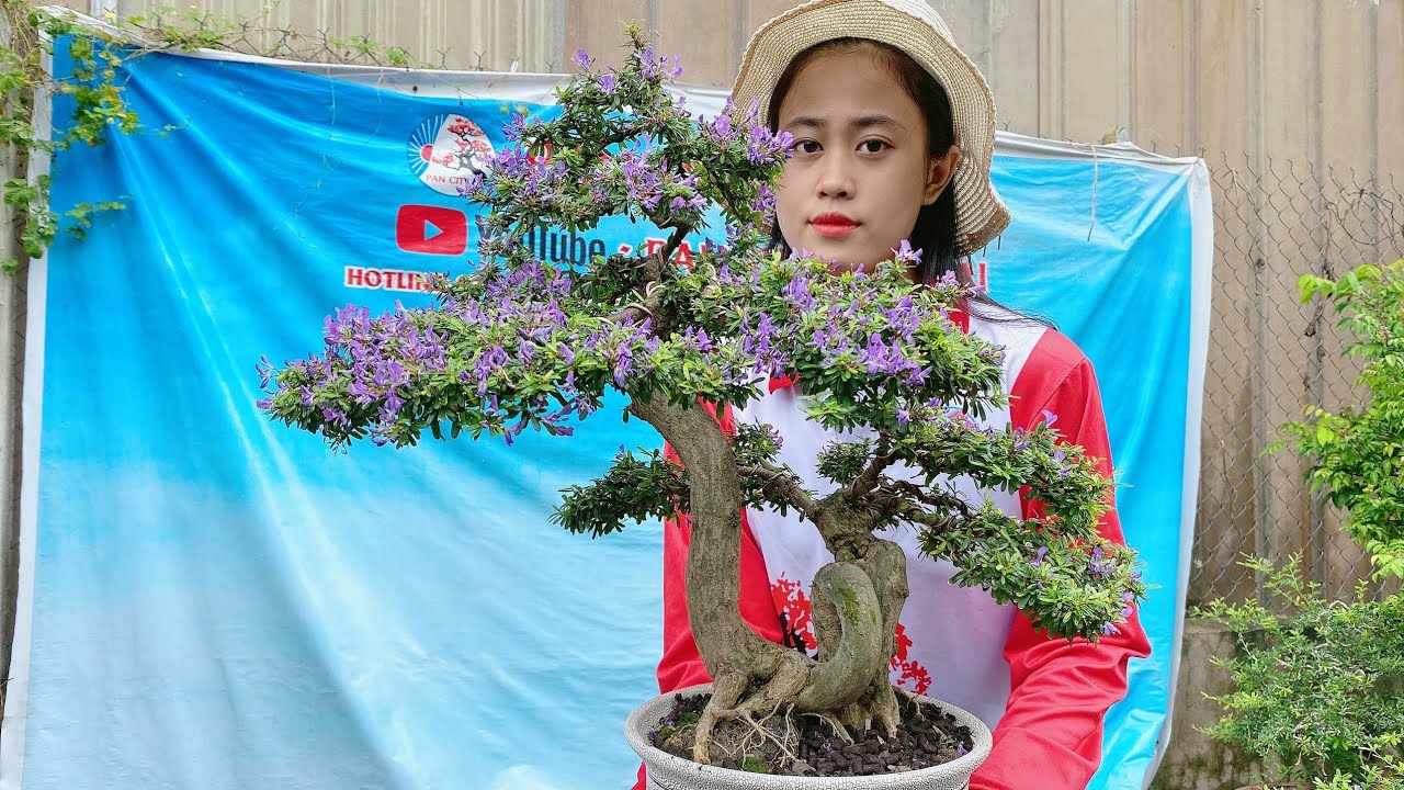 Pan City 102 | Lên toàn Bonsai đẹp, giá hợp lý bình dân cho anh em lựa chọn ngày 12 tháng 8