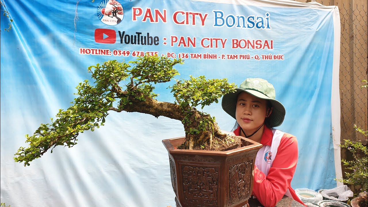 Pan City 107 | Bonsai mini để bàn đầy đủ 6 loại, các combo bonsai giá bình dân có sam núi, hồng ngọc