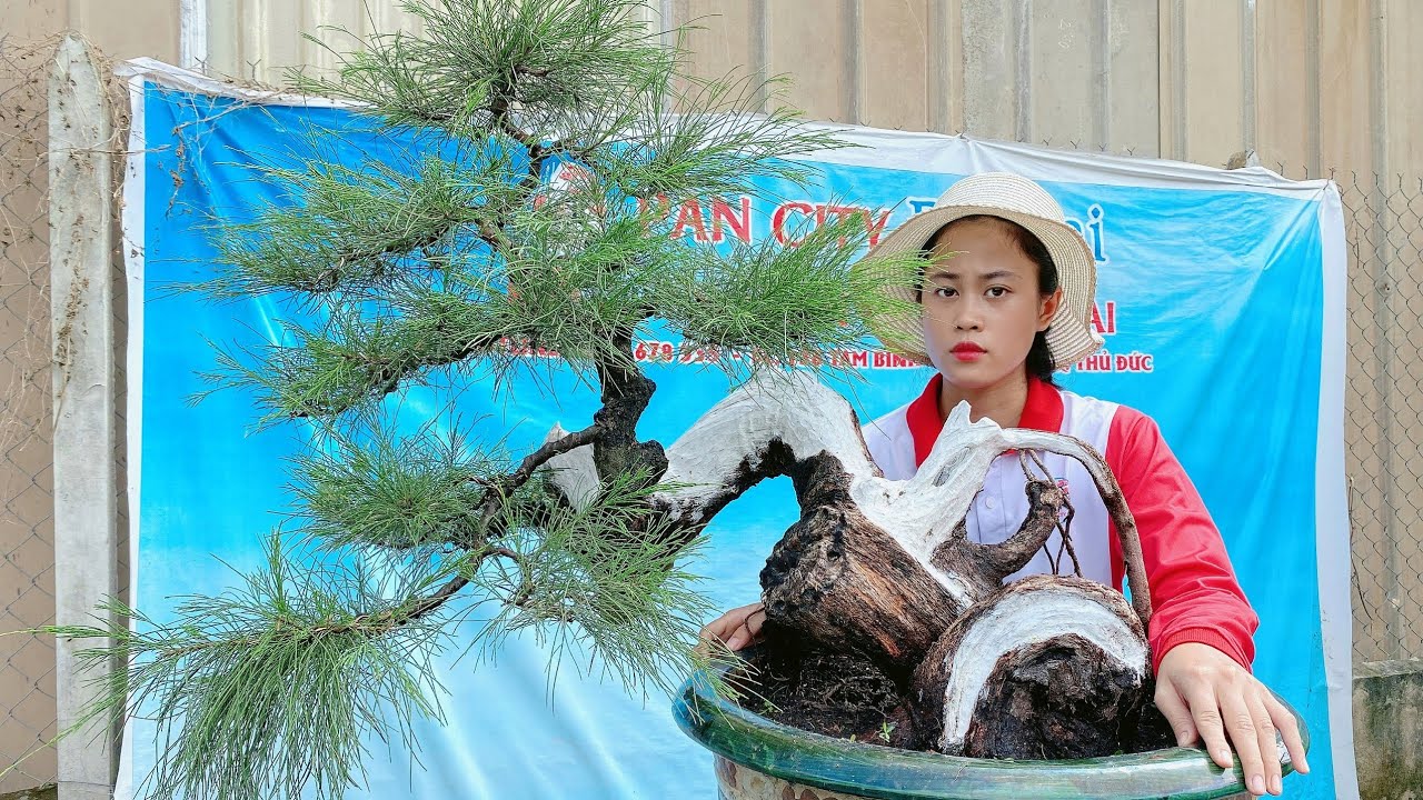 Pan City 111 | Đam mê giao lưu cây kiểng vườn bonsai mini Sài gòn ngày 22/08/2020. Giá bình dân