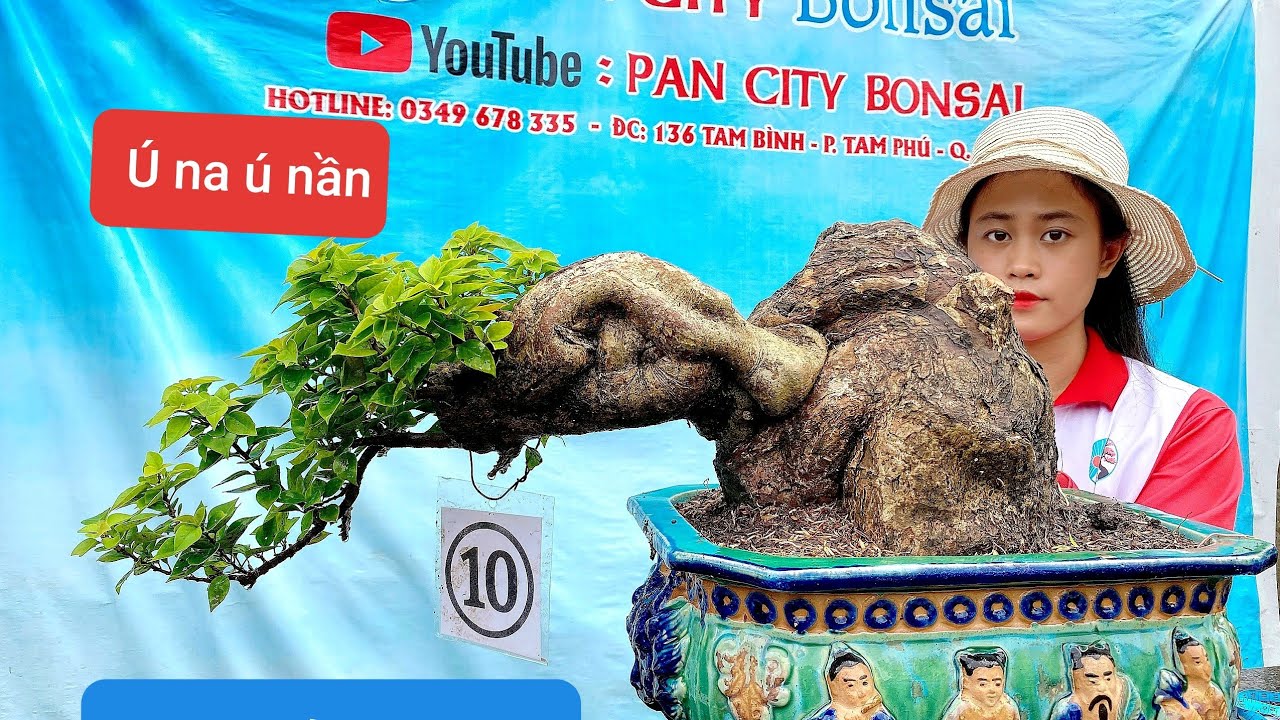 Pan City 119 | Giấy mỹ đặc gốc, kim quýt 850k, linh sam cây bài và nguyệt quế cổ lão cùng lên sóng