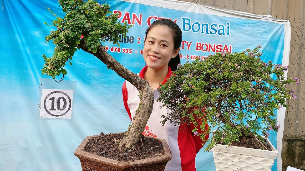 Pan City 121 | Tăng cường thêm 20 lô bonsai để anh em lựa chọn đa dạng chủng loại kích cỡ ngon lành