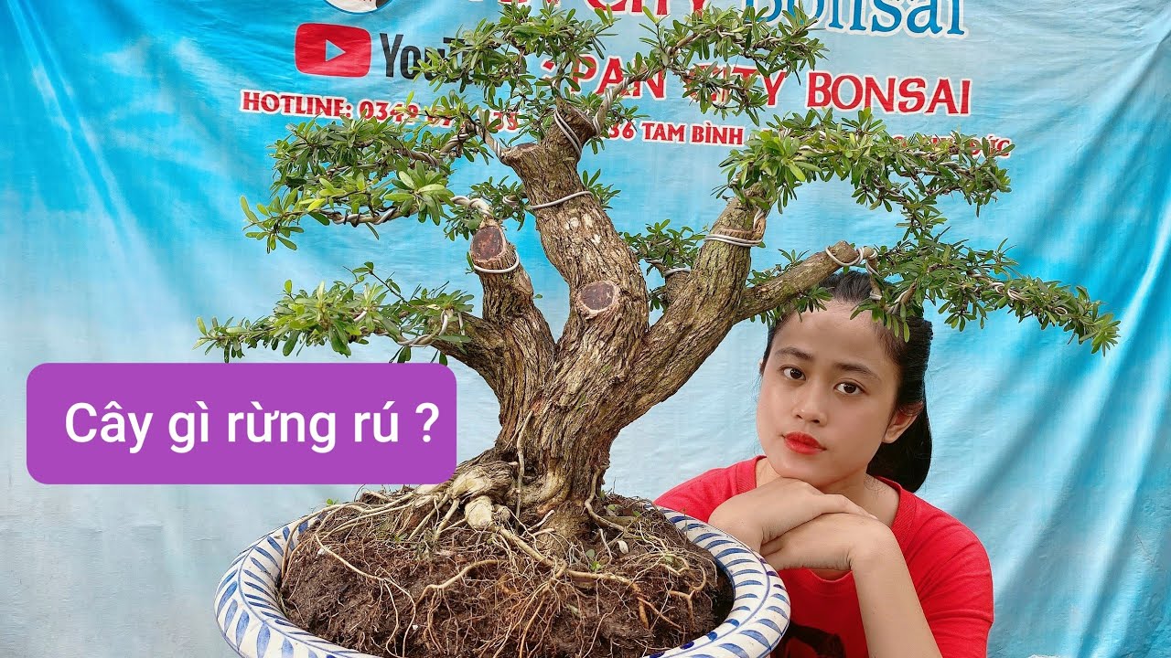 Pan City 124 | Thật vui khi luôn mang những mẫu bonsai giá rẻ để bàn lên đây để anh em giao lưu