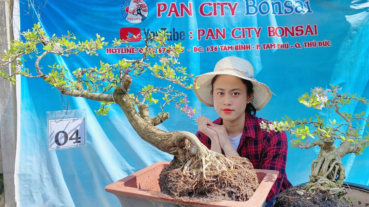 Pan City 126 | GL đặc biệt 25 combo Linh Sam bông hồng, bông tím đầy đủ dòng họ nhà sam