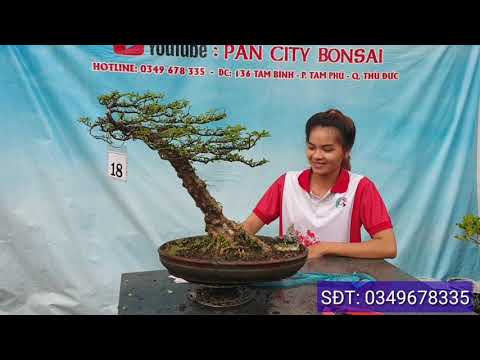 Pan City 132 | Bonsai sam núi trái mini và Mai chiếu thủy gió lùa cổ lão rất đẹp, kim quýt, me chua