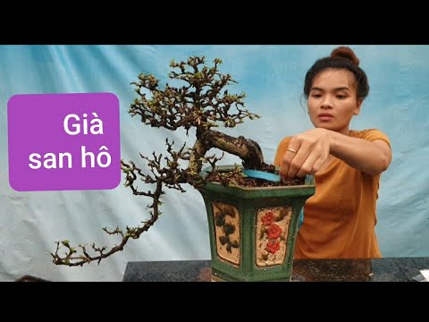 Pan City 138 | Cây trà phúc kiến giá chát cùng Hồng phụng bonsai, si bông và linh sam, kim quýt 500k