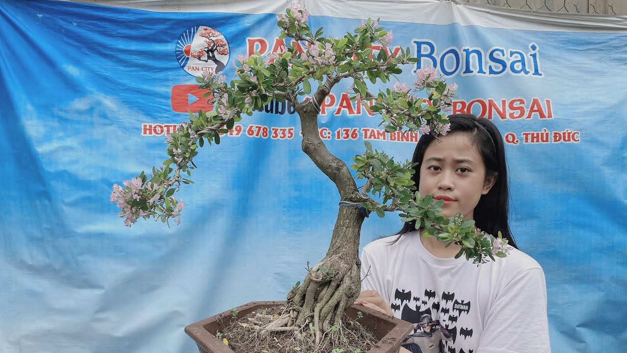 Pan City 146 | Gl cây kiểng bonsai để bàn giá bình dân sổ rẻ 2 combo  có sam trái, me quái