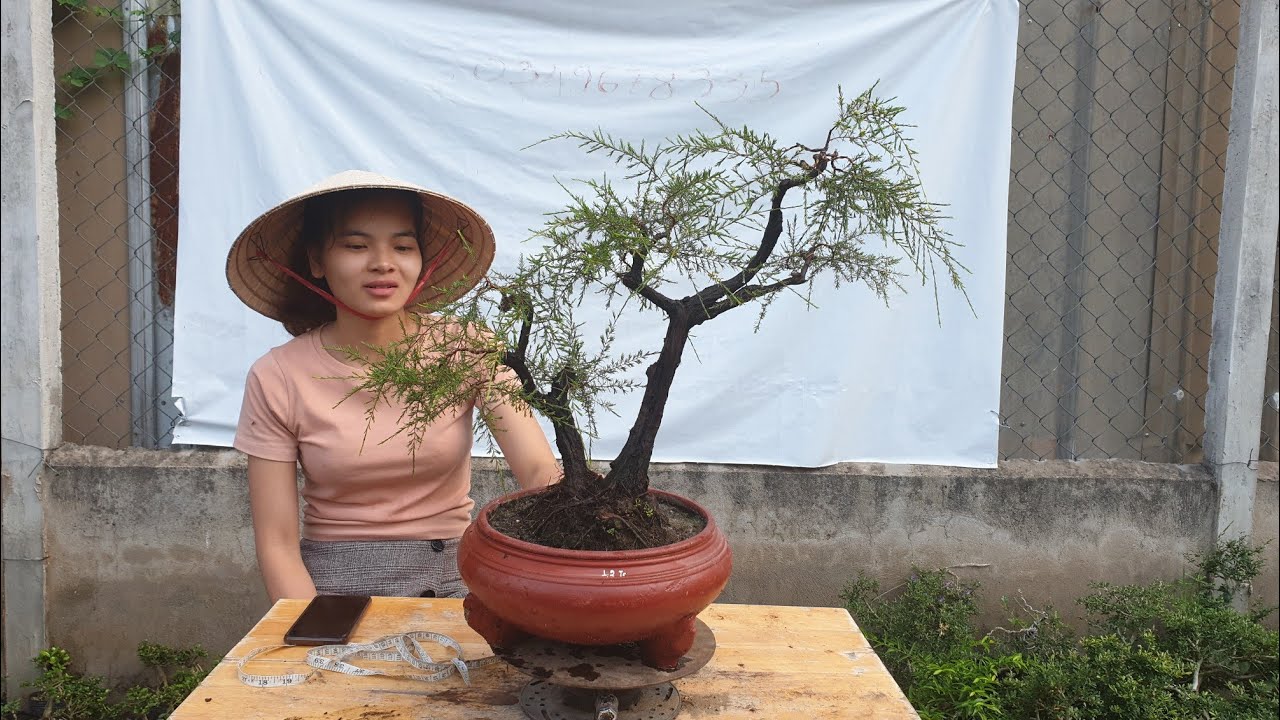 Pan City 15 | Cùng thưởng thức vẻ đẹp linh sam siêu bông và khế nhật siêng hoa | bonsai