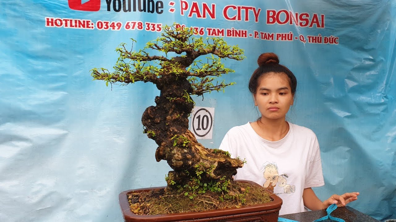 Pan City 150 | Đặc biệt bonsai mới nhập có nhiều loại giấy mỹ cẩm thạch, bách diệp, nu đột biến