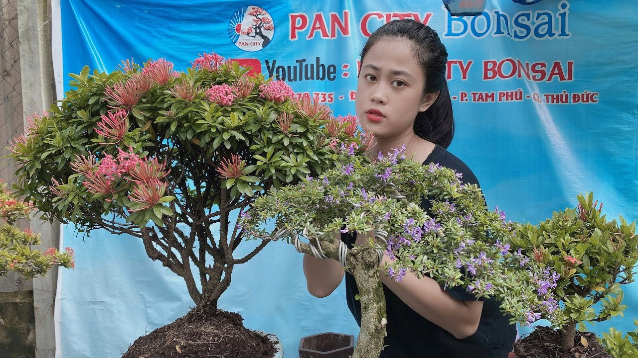 Pan City 155 | Thanh lý giảm giá đặc biệt 25 lô bonsai chỉ từ 200k, có cây 1 triệu chỉ còn 600k