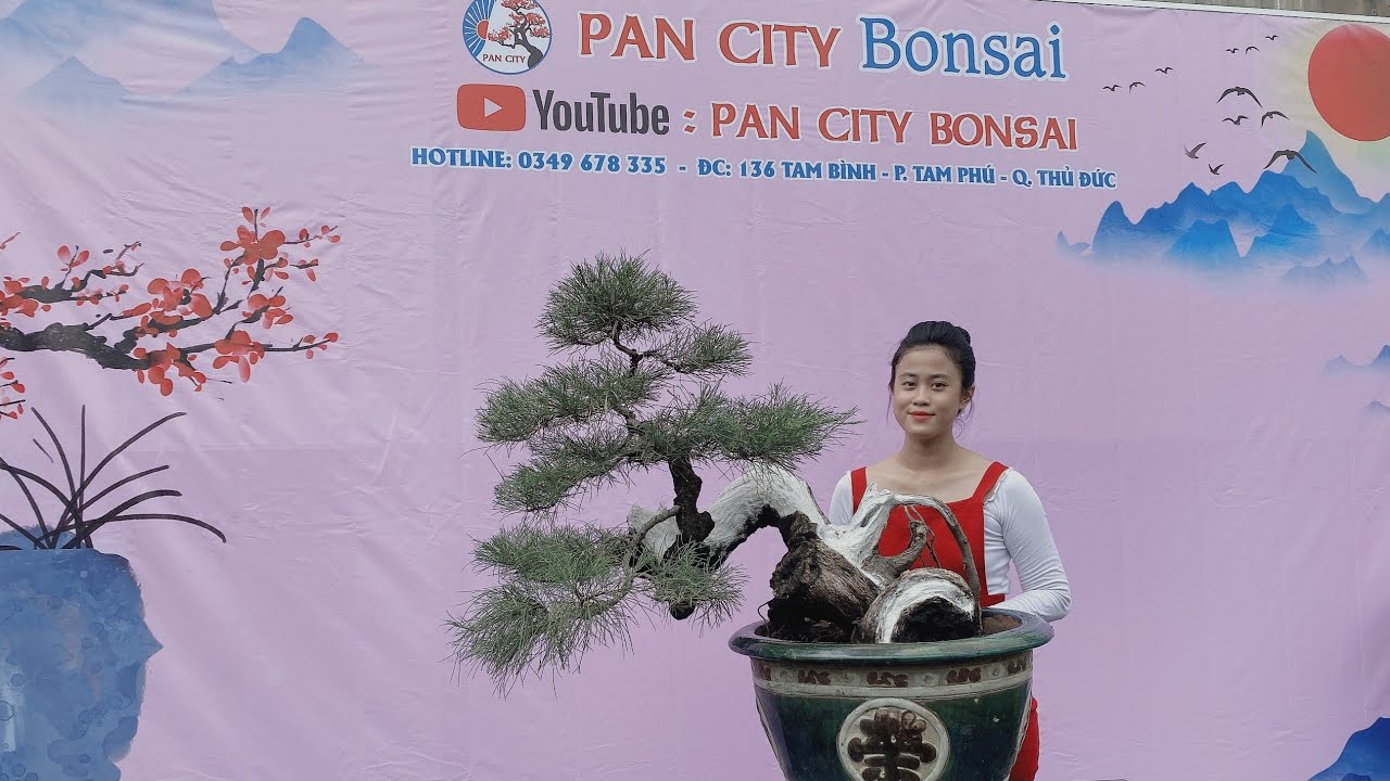 Pan City 162 | Tập hợp một số cao thủ bonsai trong vườn để trình làng anh em