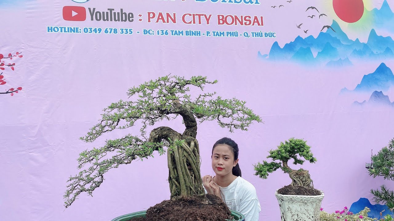 Pan City 165 : Clip đặc biệt thanh lý giảm giá 25 lô Linh sam, đủ các loại từ bình dân tới cao cấp