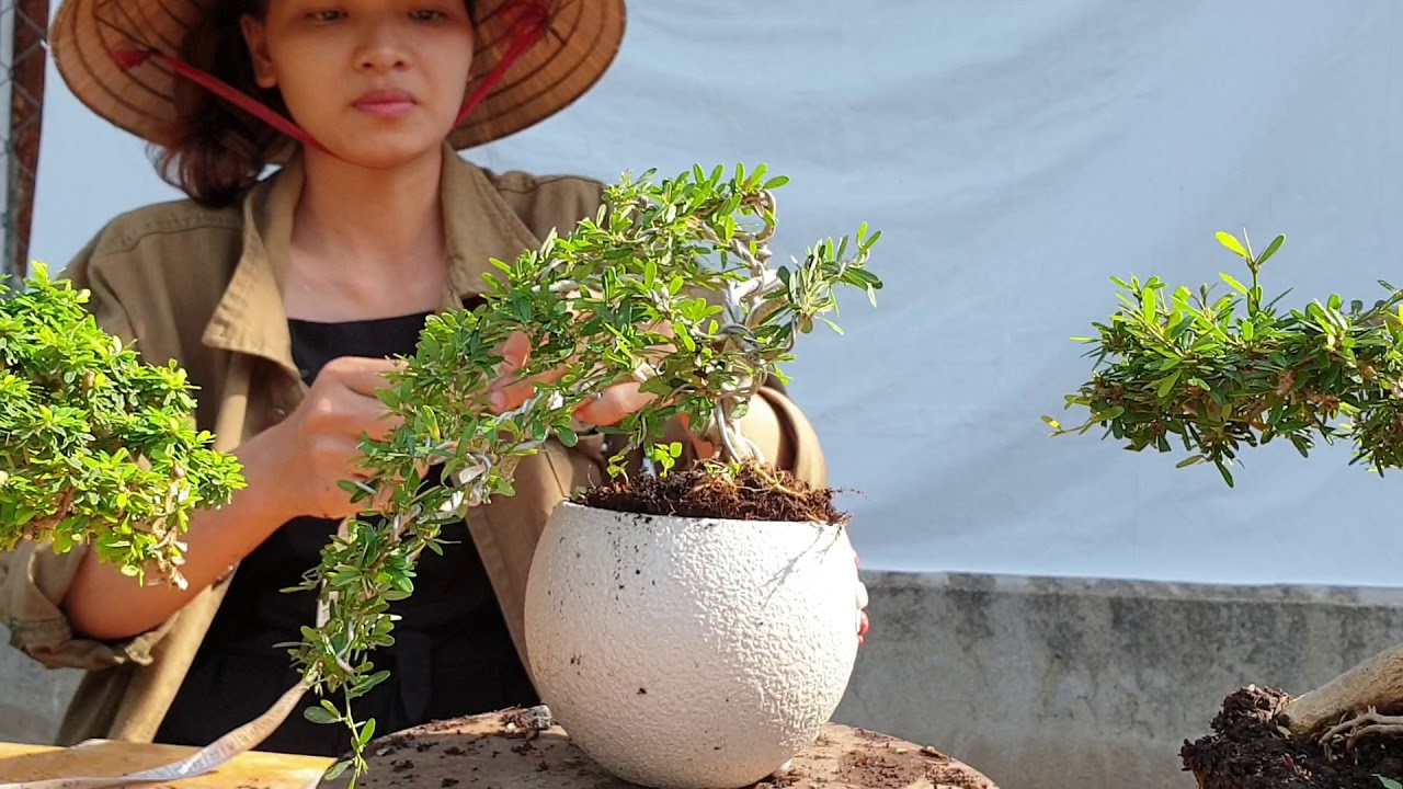 Pan City 17 | Báo giá 10 combo bonsai ngày 7 tháng 5 - 2020