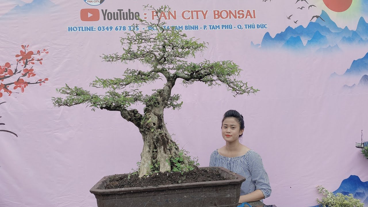 Pan City 170 | Gl 22 lô bonsai mini giá mềm có kim quýt, nguyệt quế, hồng ngọc, trang đỏ, giấy mỹ...