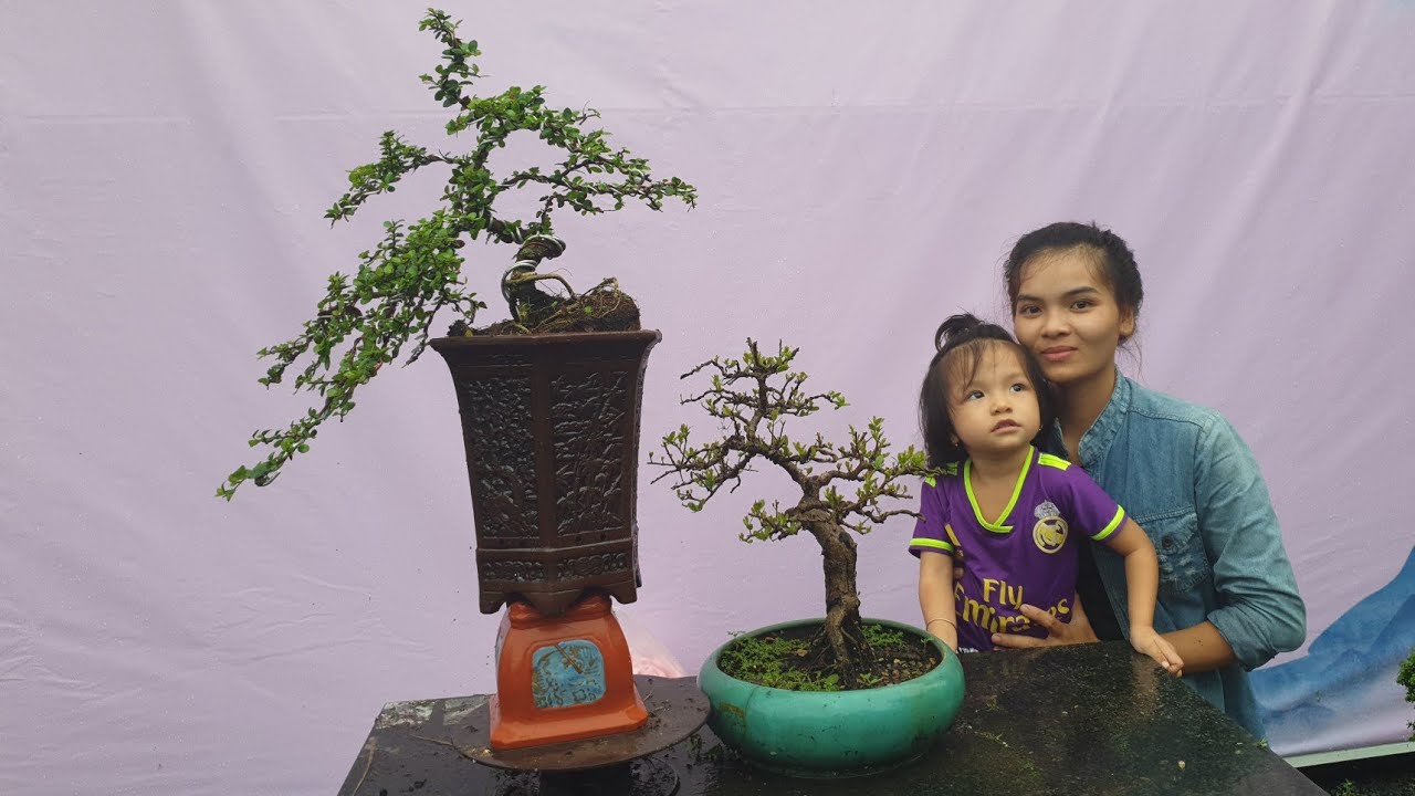 Pan City 185 | GL bonsai mini trang đỏ, cần thăng, nguyệt quế, linh sam, hồng phụng, kim thanh