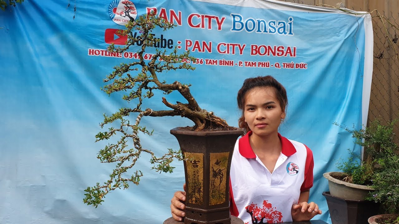 Pan City 186| GL Bonsai mini để bàn đa dạng chủng loại từ bình dân tới cao cấp