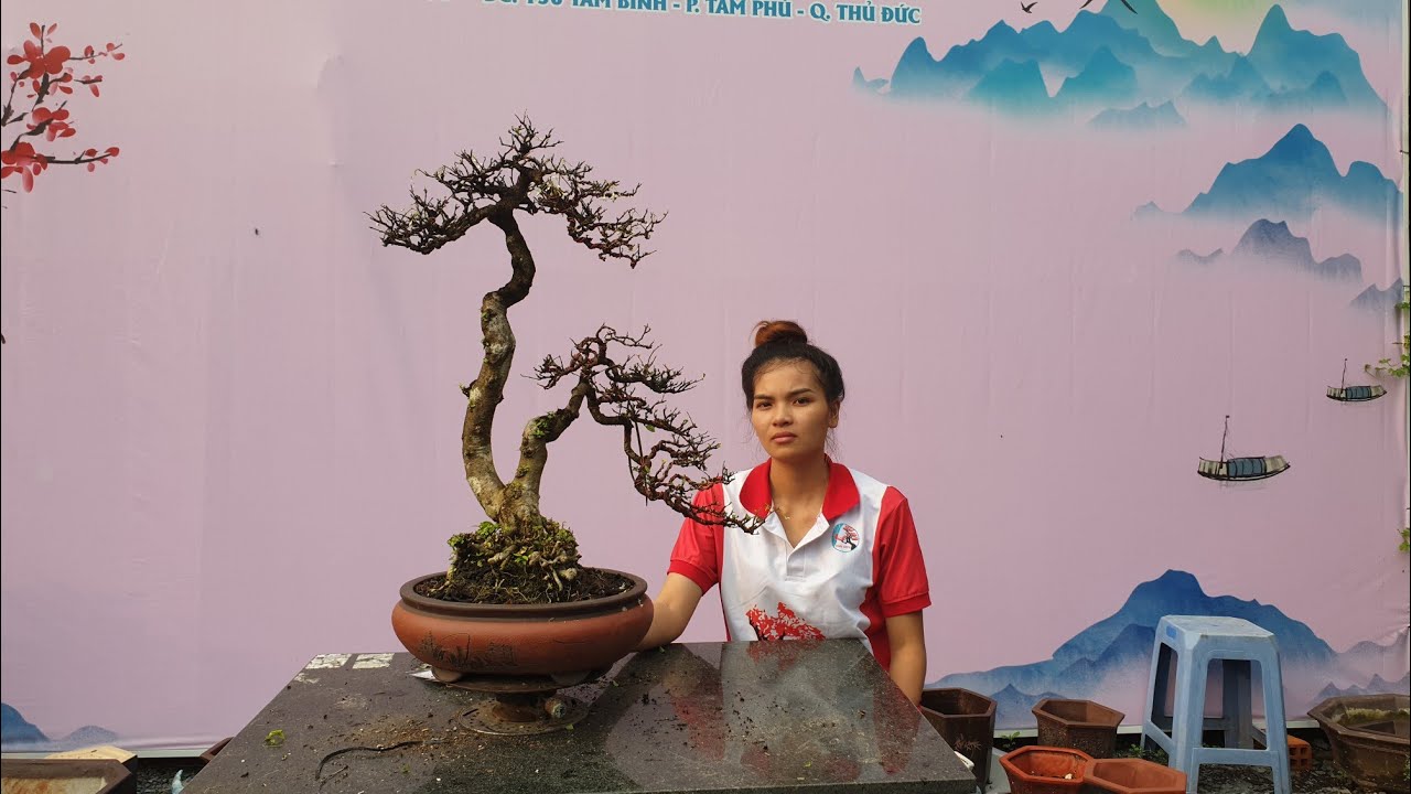 Pan City 188| Hôm nay chỉ bán duy nhất mai chiếu thủy với linh sam bonsai từ 300k tới 3 triệu