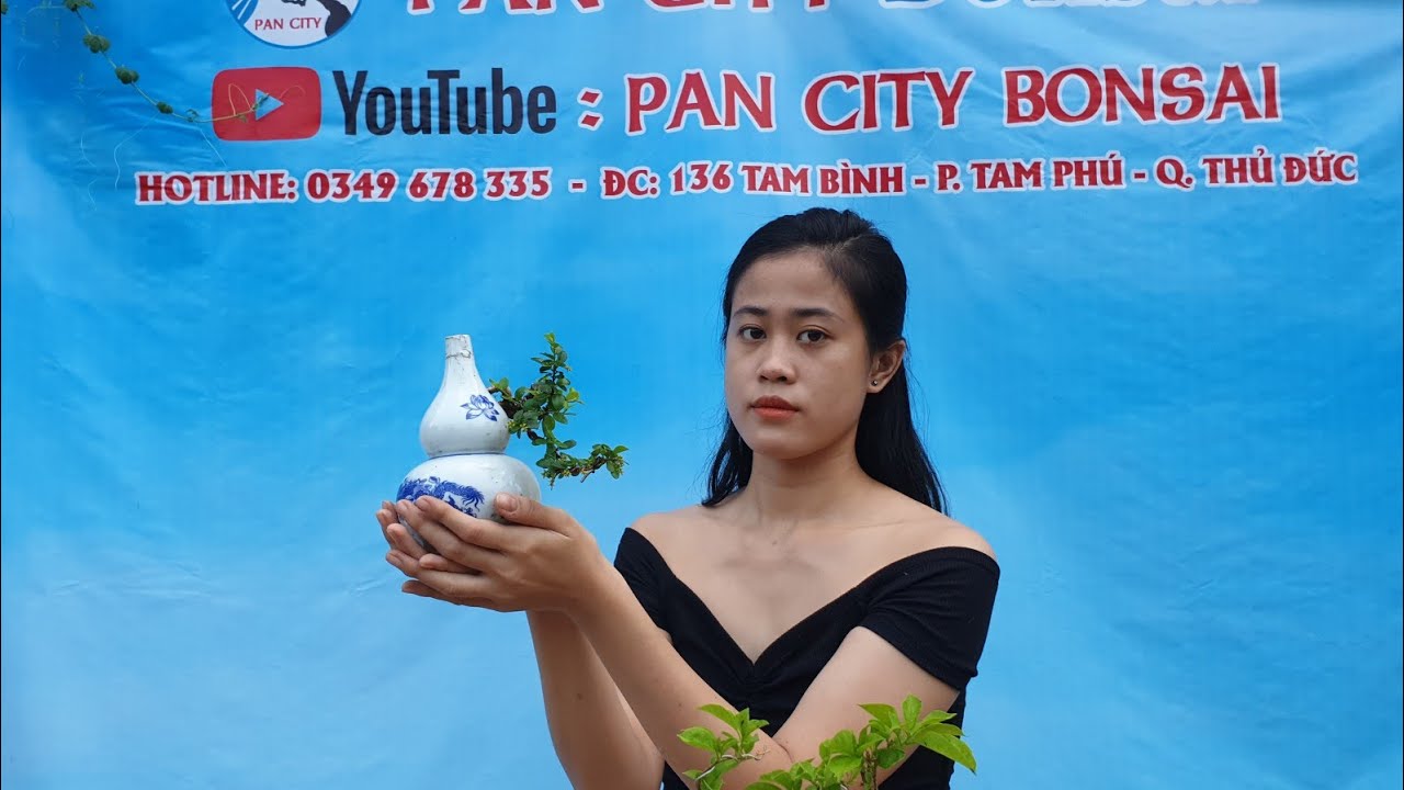 Pan City 22 | Sam núi trái mini bàu hồ lô, linh sam hạt gạo bông rộ 500k