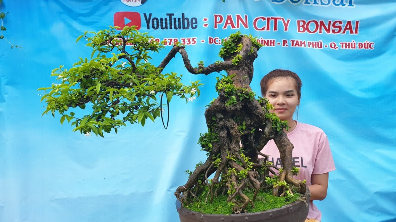 Pan City 33 | Cây Mai chiếu thủy đế nôm như hang động, trung nu da đen giá rẻ cùng linh sam mini