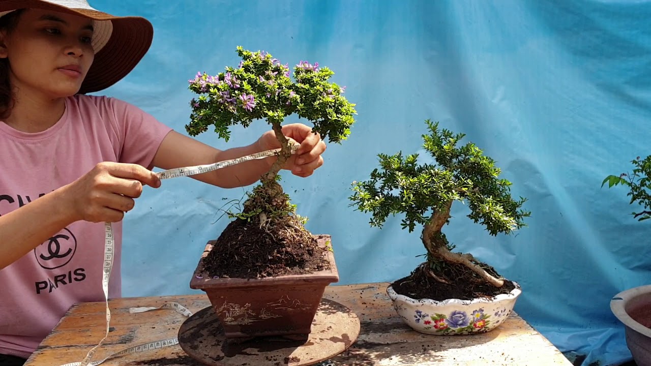 Pan City 39 | Bonsai về nhiều loại mới như Tường Vy, Cần thăng, trang hồng đậm 50k...