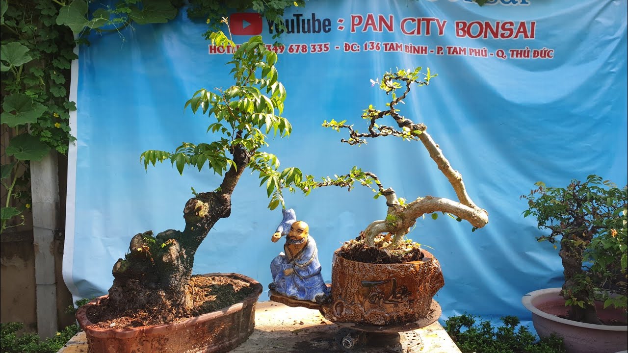 Pan City 42 | Rất nhiều combo bonsai vừa túi tiền, chơi bình dân, ship cod toàn quốc