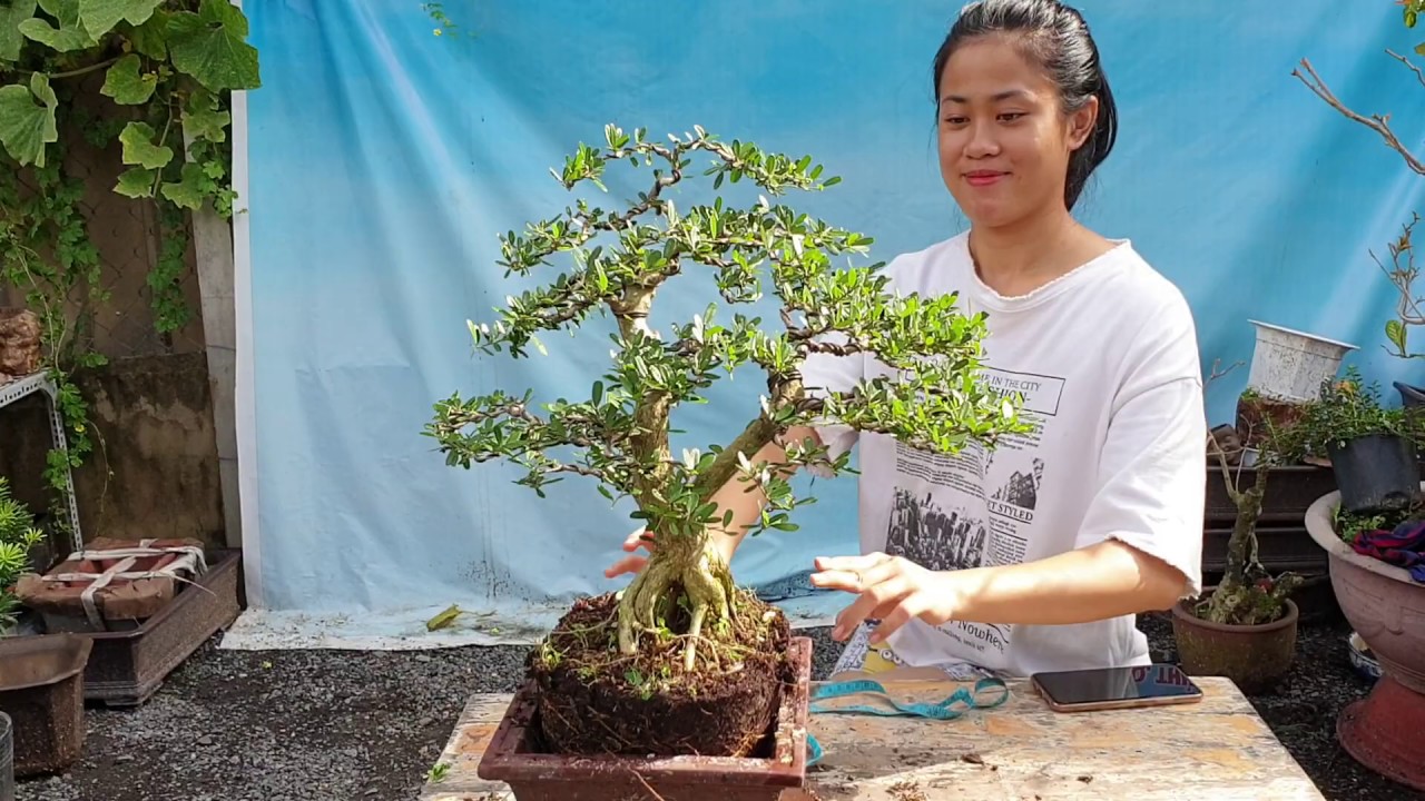 Pan City 70 | Báo giá cây bonsai nhà vườn Pan City rất nhiều loại, phù hợp để bàn, sân vườn