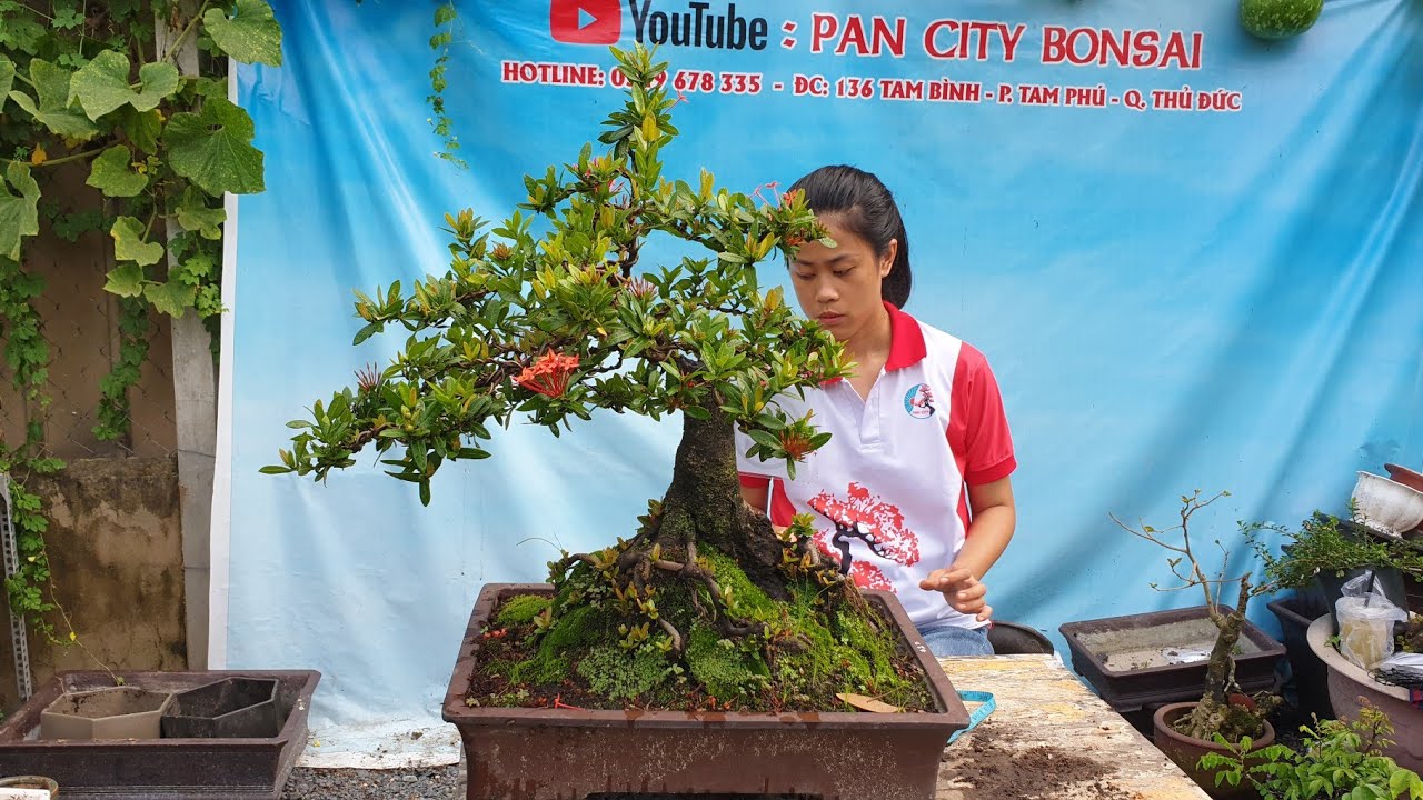 Pan City 72 | Lên hàng bonsai khá Vip có kim quýt, trang đỏ, da me, ngọa tùng