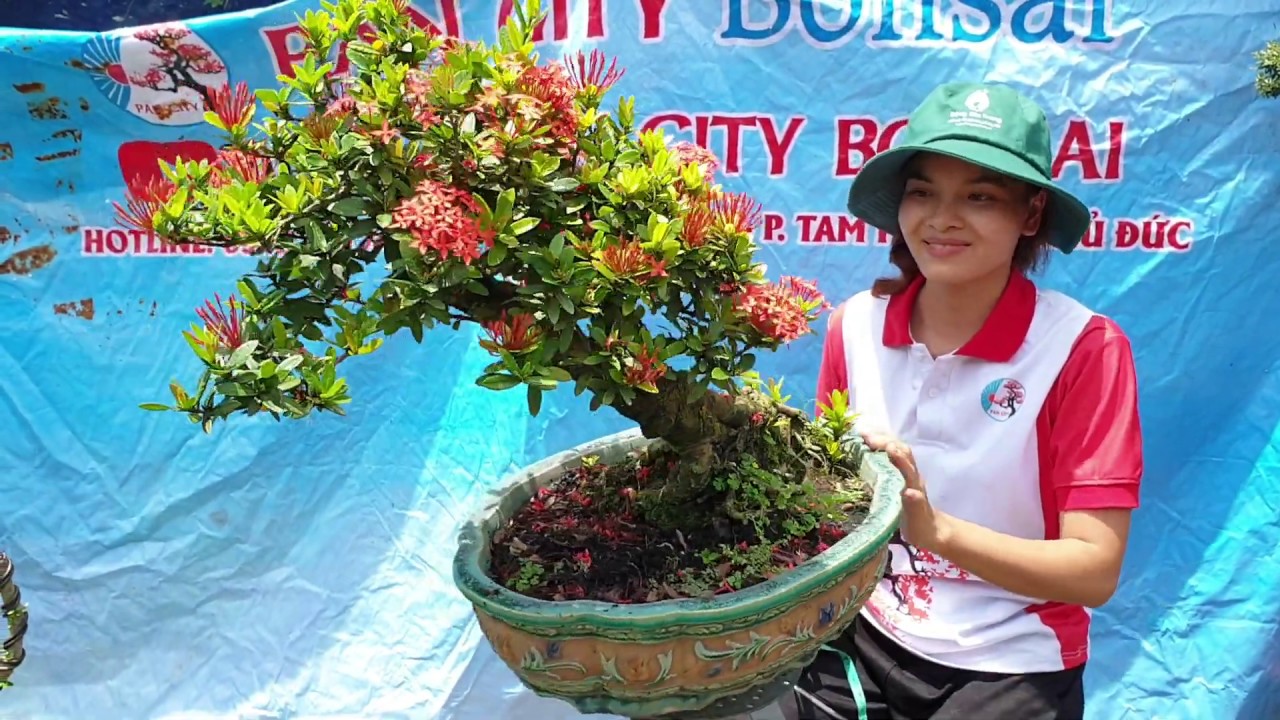 Pan City 73 | Đặc biệt Trang đỏ Bonsai , trang vàng, trang hồng 13 combo cho anh em mê trang