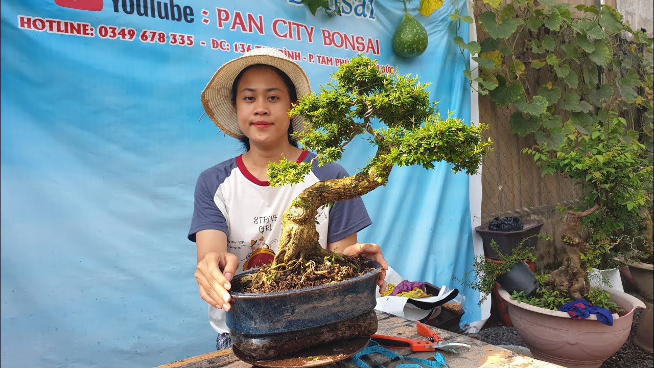 Pan City 78 | Giảm giá một số combo bonsai, có Khế đẹp, Linh sam lũa, giấy mỹ