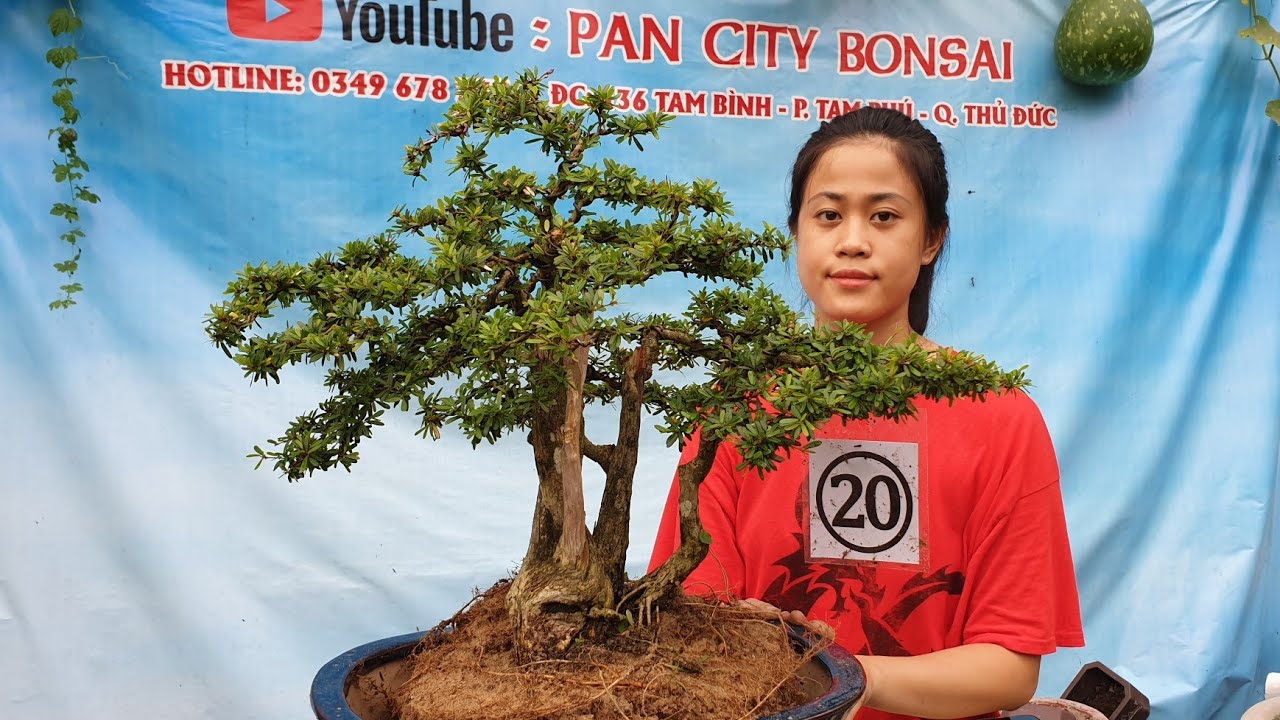 Pan City 80 | Hôm nay có Hồng ngọc mai, nguyệt quế bông chùm, Sông Hinh da me, sơn liễu bonsai...