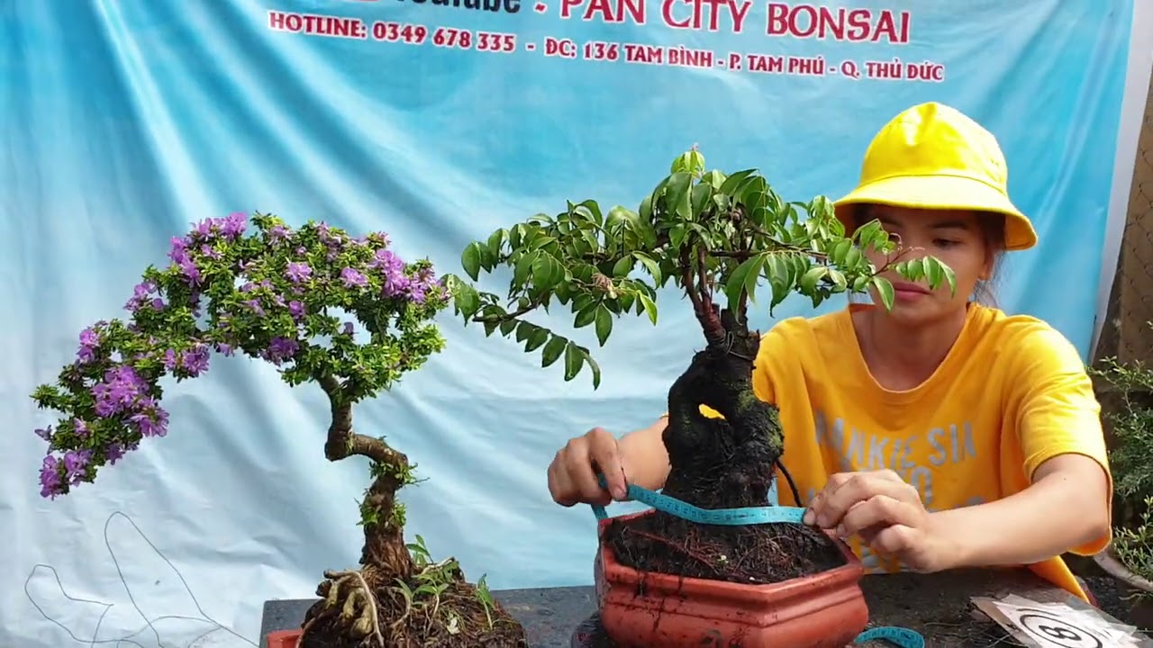 Pan City 99 | Bonsai Bông hồng , Kim quýt, anh em sở hữu cho đủ bộ sưu tập. Nhà vườn Pan City